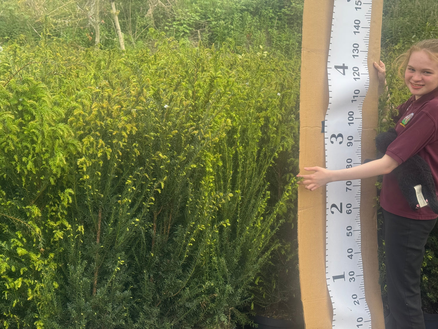 English Yew (Taxus Baccata) Potted 12 litre pot 1.2-1.3m