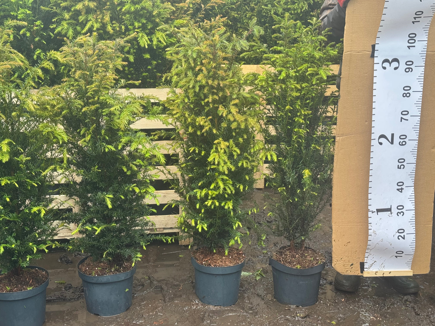 English Yew (Taxus Baccata) Potted 7.5 litre pot 80-100cm actual height without pot