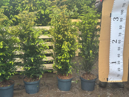 English Yew (Taxus Baccata) Potted 7.5 litre pot 80-100cm actual height without pot