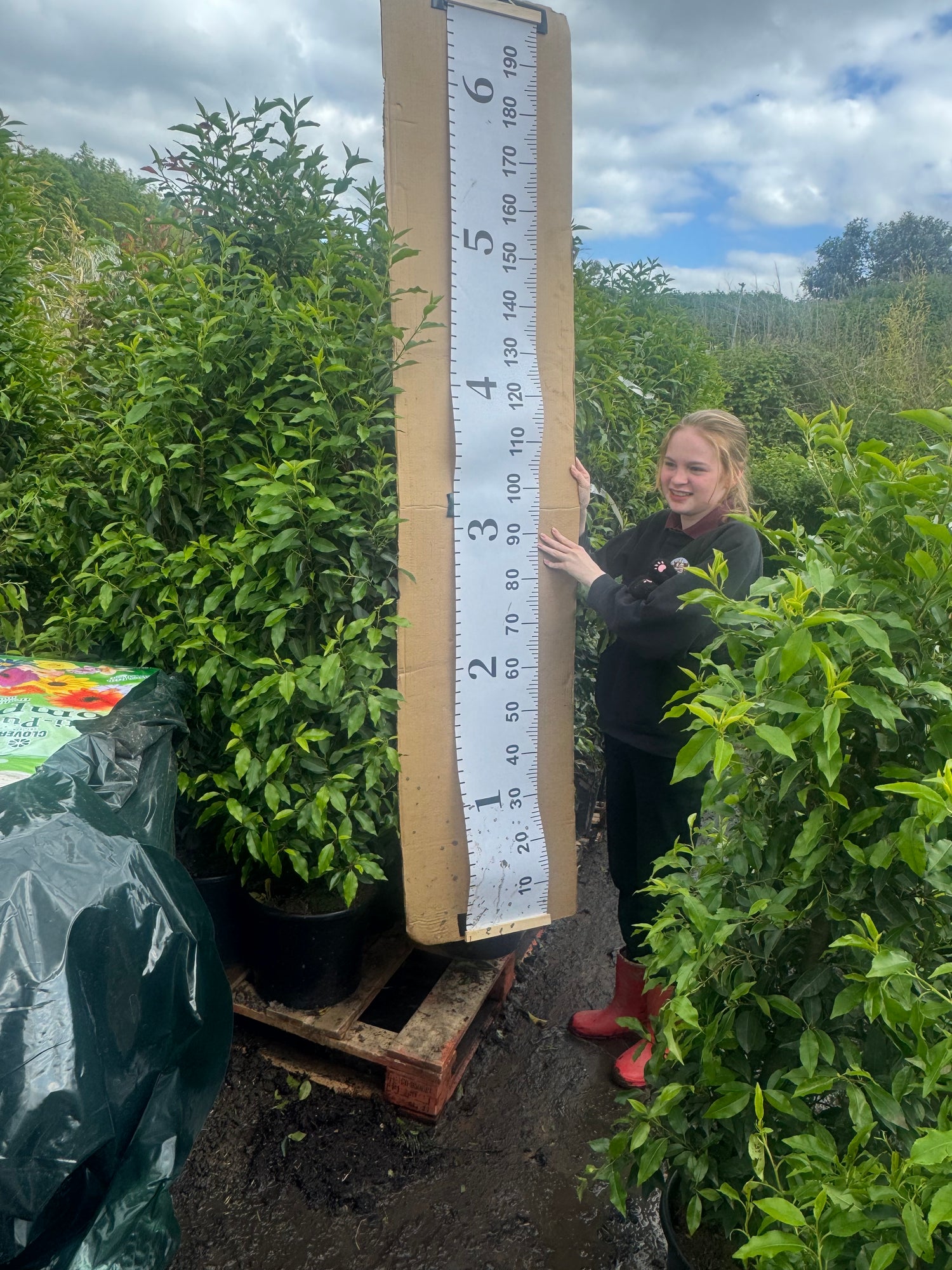 Portuguese Laurel (Prunus Lusitanica) 1.2-1.5m 15 Litre