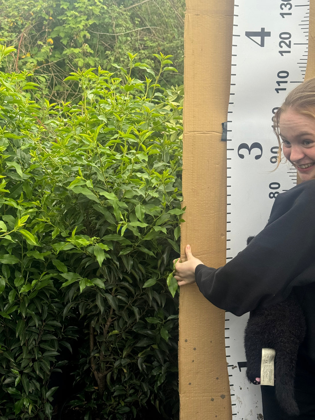 Portuguese Laurel (Prunus Lusitanica) 1-1.2m 15 Litre