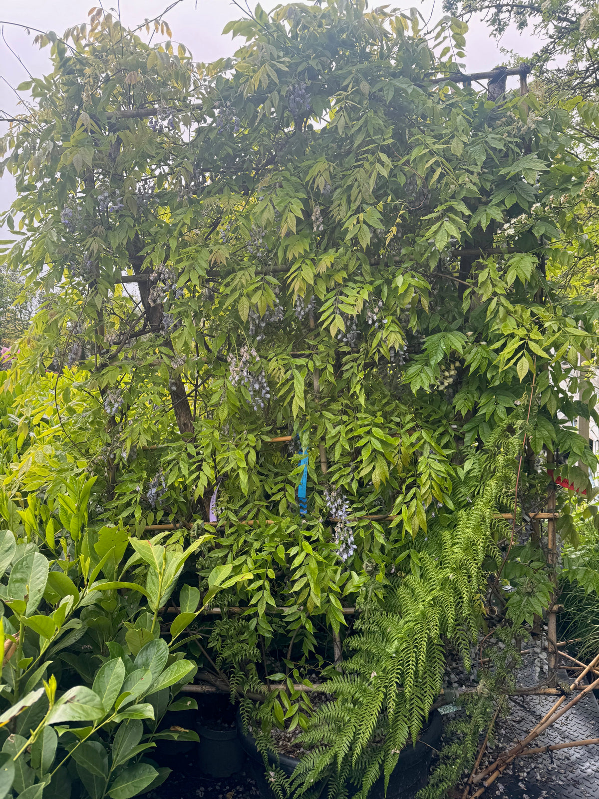 Wisteria Sinensis Screening Panel 200cm Tall x 150cm Wide