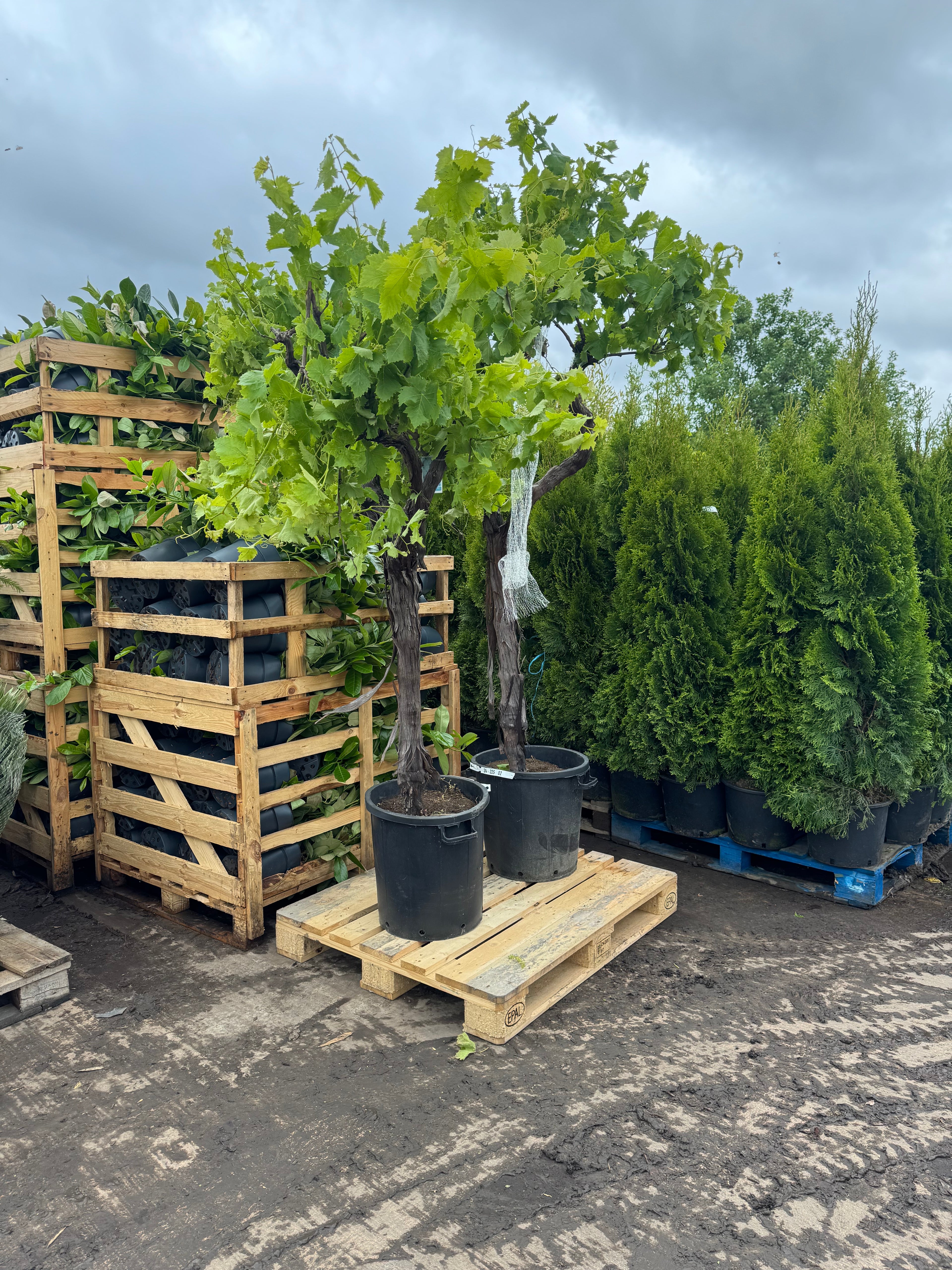 Grapevine (Vitis Vinifera) | 180cm Tall | Girth approx. 20/25CM