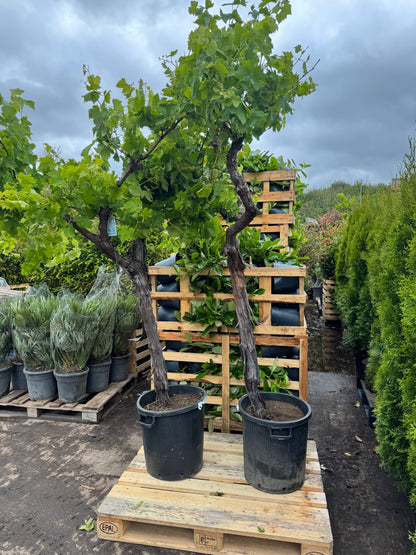 Grapevine (Vitis Vinifera) | 180cm Tall | Girth approx. 20/25CM