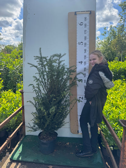 English Yew (Taxus Baccata) Potted 12 litre pot 1.2-1.3m