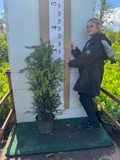 English Yew (Taxus Baccata) Potted 7.5 litre pot 80-100cm actual height without pot