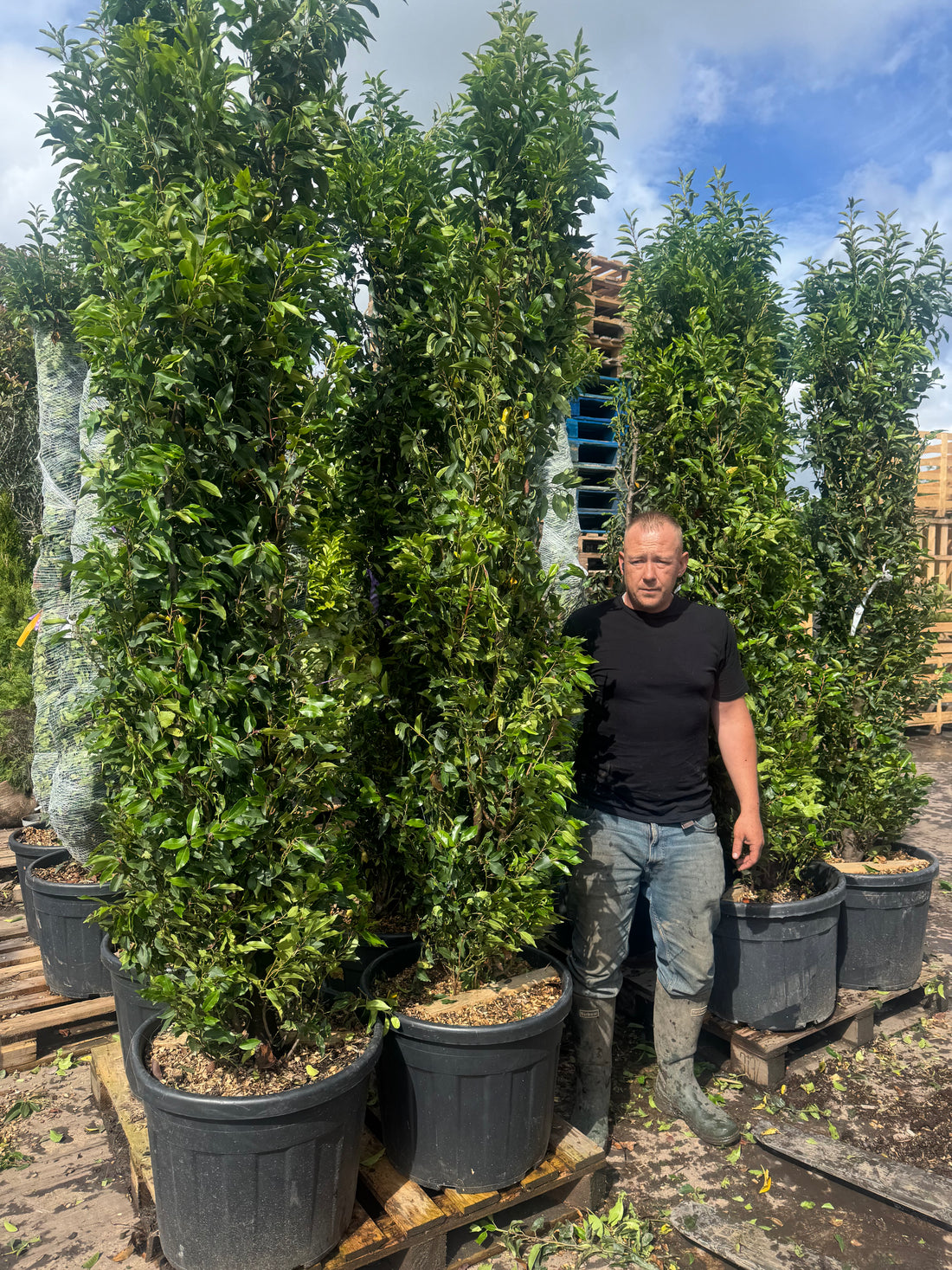Portuguese Laurel (Prunus Lusitanica) 200-250cm 70 Litre