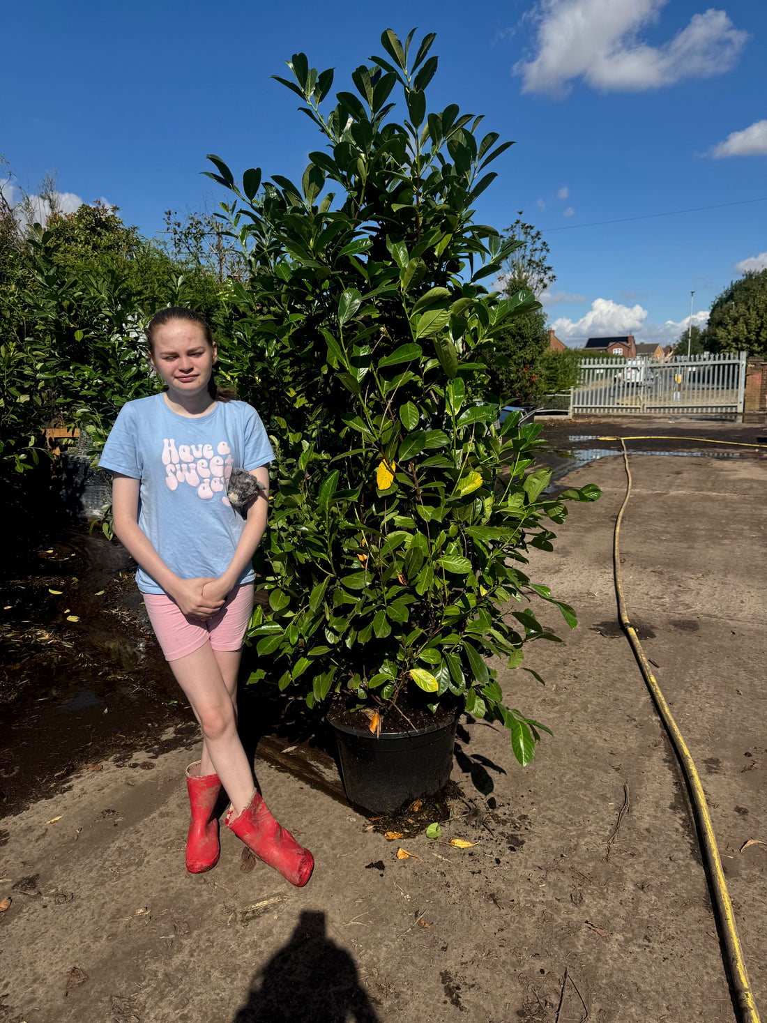 Cherry Laurel (Prunus Laur. Rotundifolia) 35 Litre 1.8-2M Extra Wide &amp; Bushy - AVAILABLE W/C 24TH AUGUST