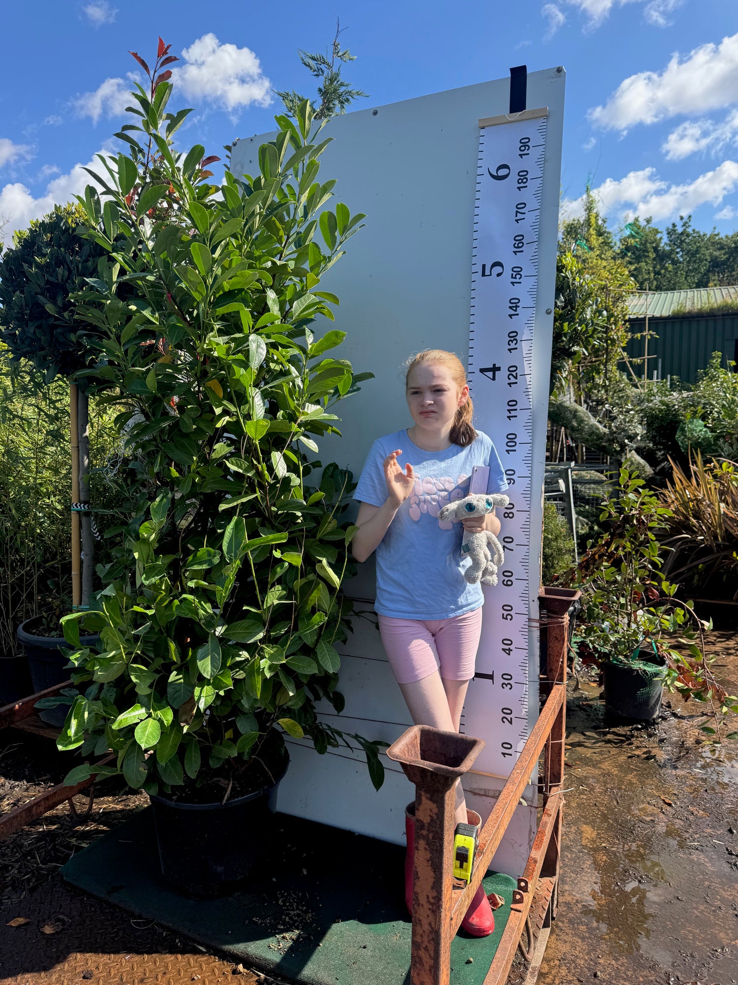 Cherry Laurel (Prunus Laur. Rotundifolia) 35 Litre 1.8-2M Extra Wide &amp; Bushy - IN STOCK NOW