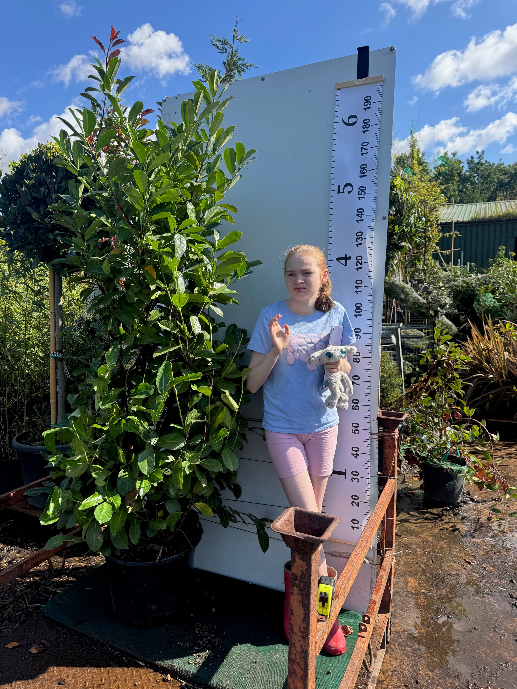 Cherry Laurel (Prunus Laur. Rotundifolia) 35 Litre 1.8-2M Extra Wide &amp; Bushy - IN STOCK NOW