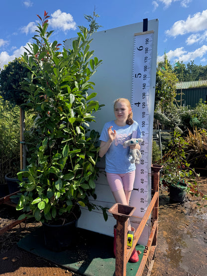 Cherry Laurel (Prunus Laur. Rotundifolia) 35 Litre 1.8-2M Extra Wide &amp; Bushy - IN STOCK NOW