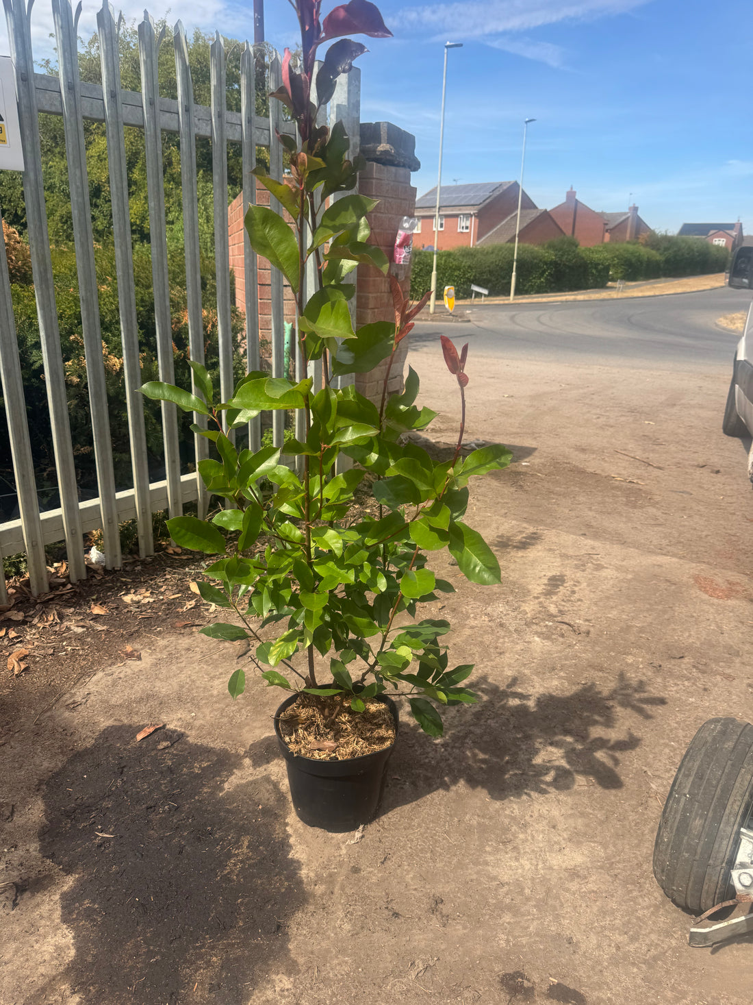 20x Photinia Red Robin Minimum 120cm+ (4ft+) 10 Litre Pallet Deal