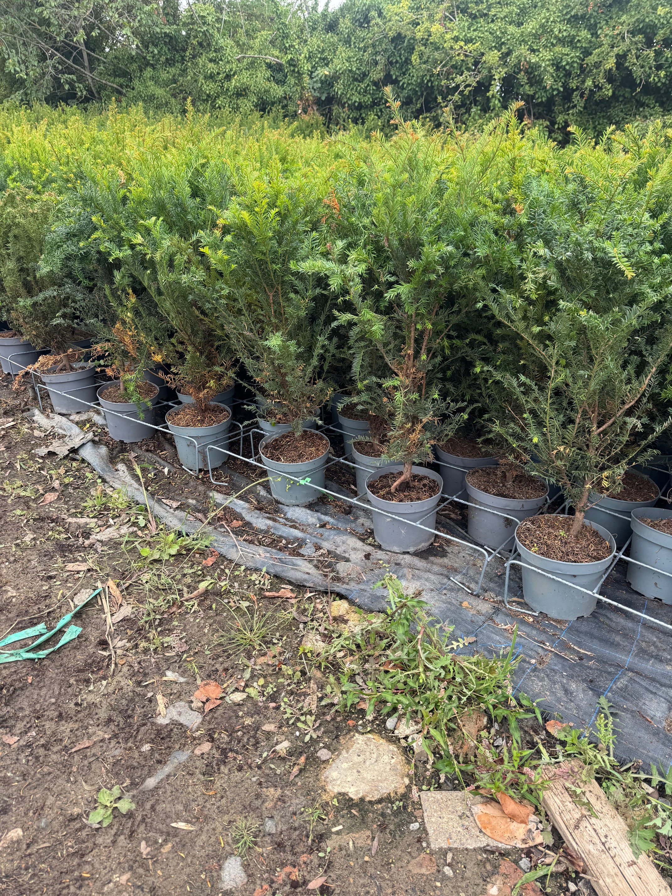 25 English Yew (Taxus Baccata) Potted 5 Litre 90-100cm | Pallet Deal