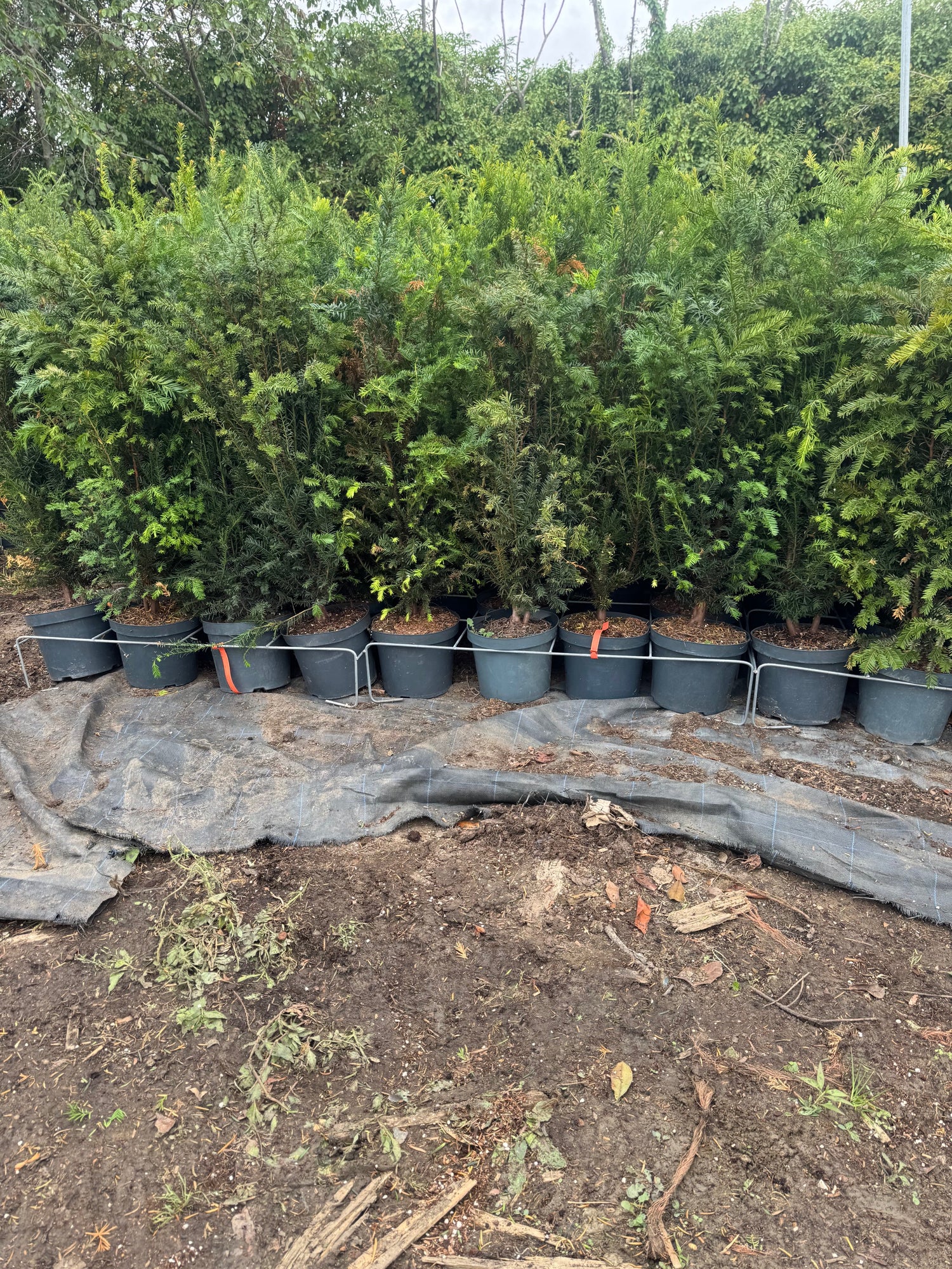 20 English Yew (Taxus Baccata) Potted 7.5 Litre 120-130cm | Pallet Deal