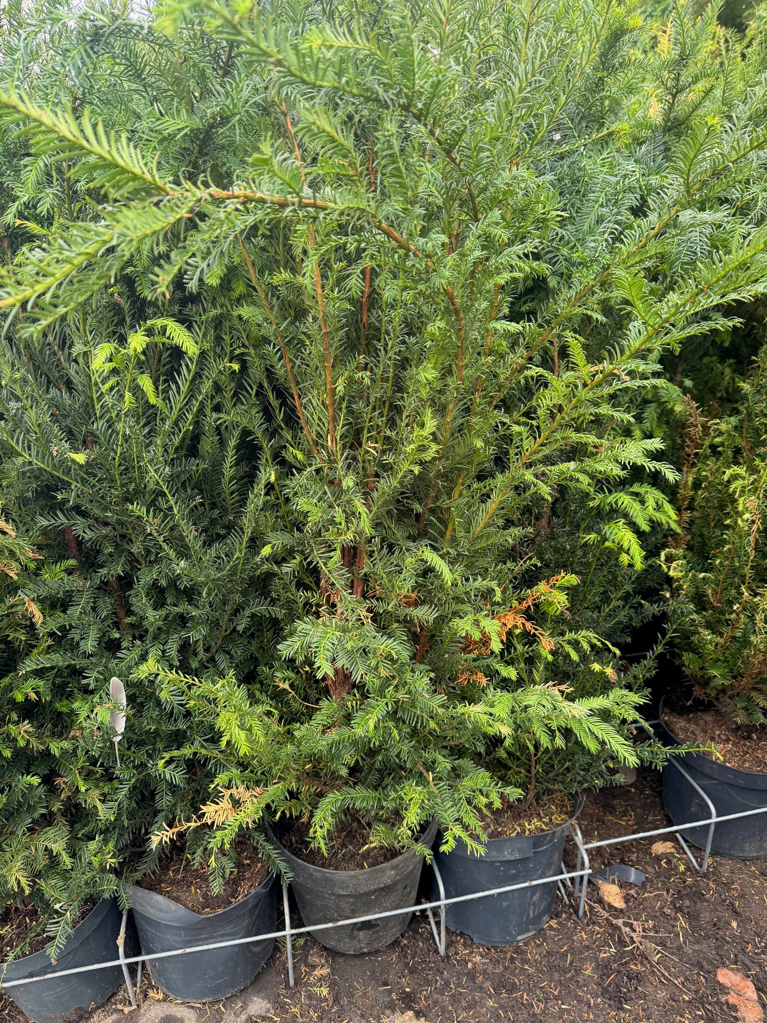 English Yew (Taxus Baccata) 120-150cm 12 Litre Potted Hedging Plant