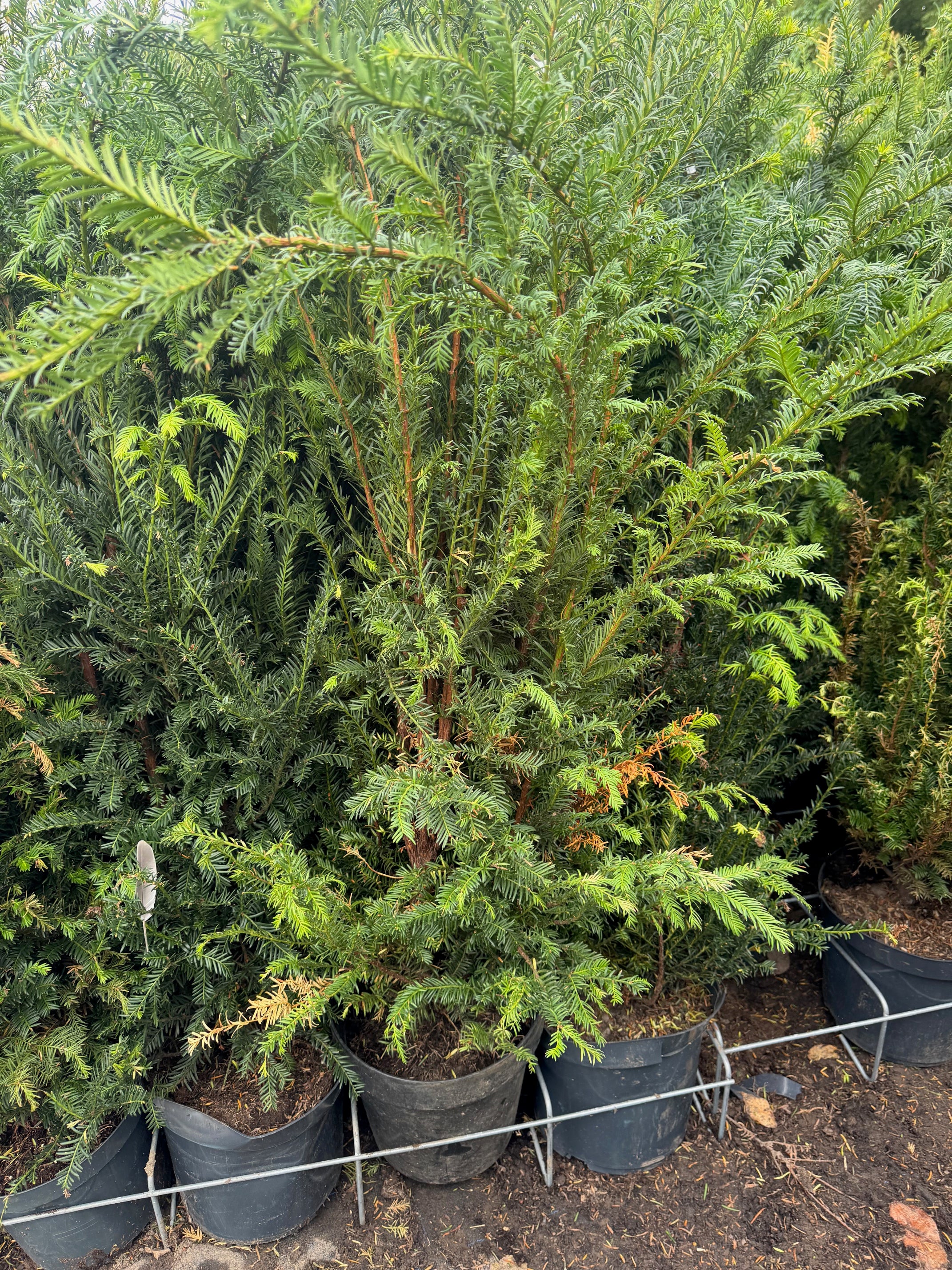 English Yew (Taxus Baccata) 120-150cm 12 Litre Potted Hedging Plant