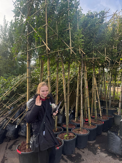 Prunus Lusitanica Pleached 180cm Stem, 120x120cm Head, 8-10cm Girth