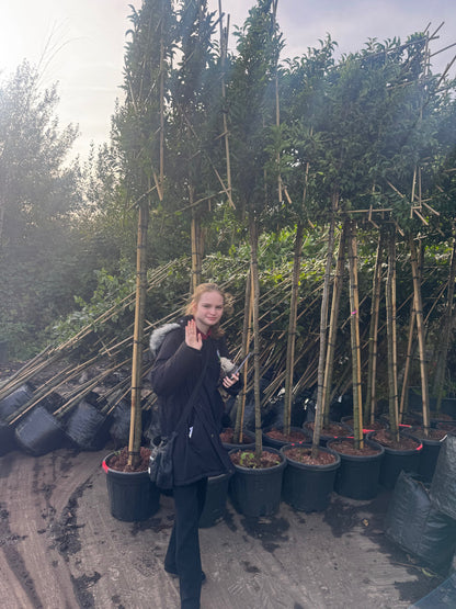 Prunus Lusitanica Pleached 180cm Stem, 120x120cm Head, 8-10cm Girth