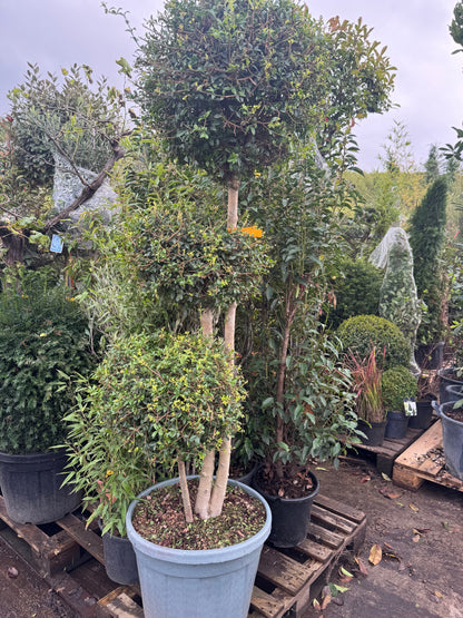 Privet (Ligustrum Jonandrum) 3 Ball 180cm Tall