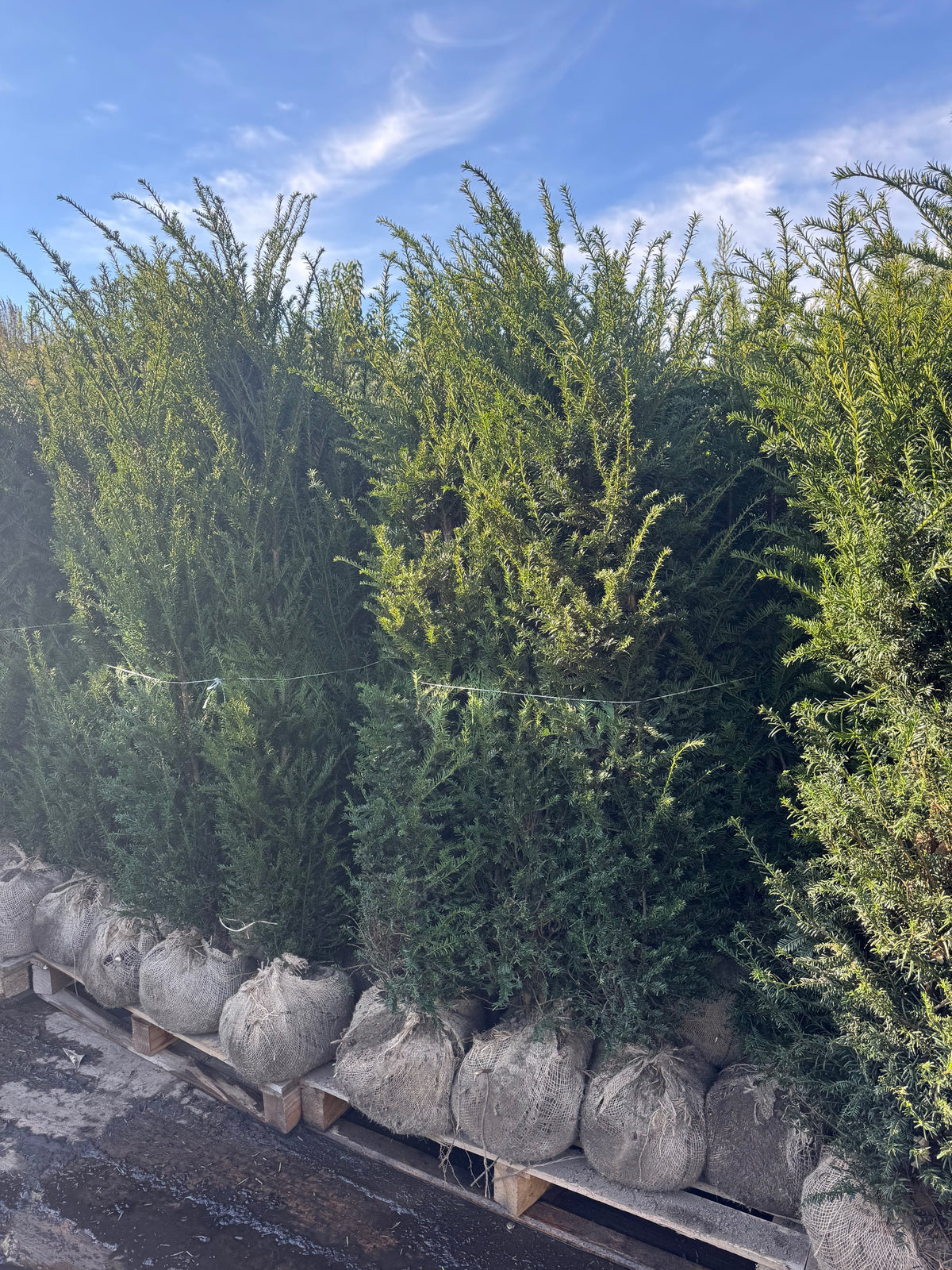 English Yew (Taxus Baccata) Rootball 180-200cm - Premium Quality, Unbeatable Price