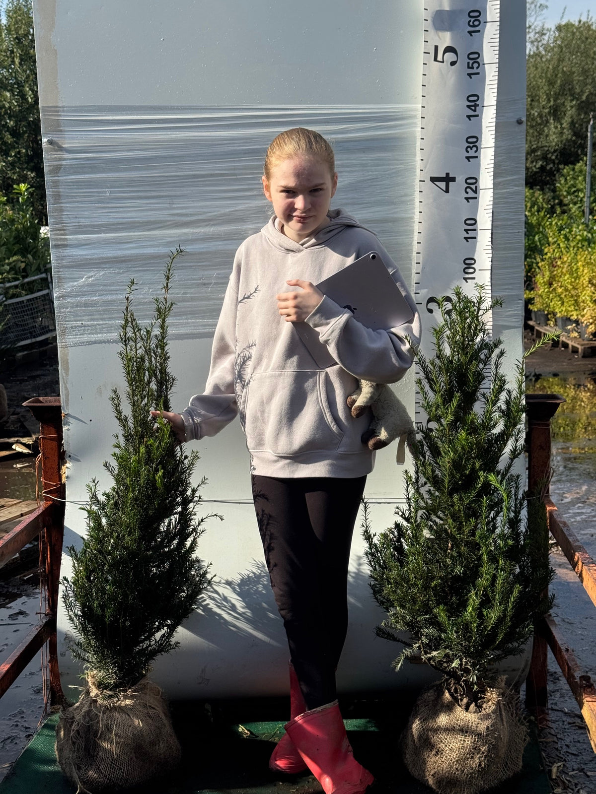 English Yew (Taxus Baccata) Rootball 80-100cm - Premium Quality, Unbeatable Price