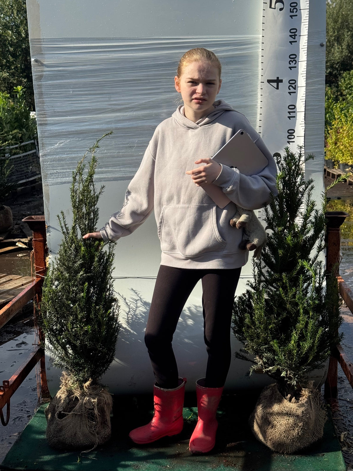 English Yew (Taxus Baccata) Rootball 80-100cm - Premium Quality, Unbeatable Price