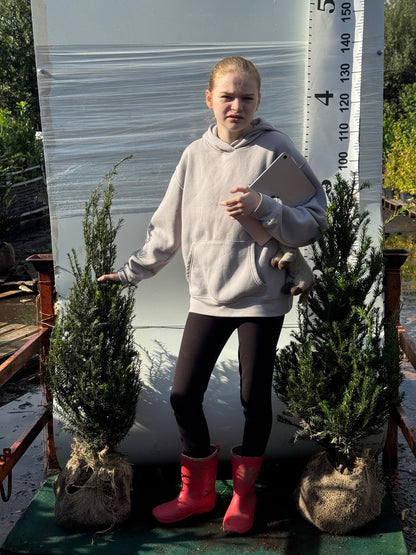 English Yew (Taxus Baccata) Rootball 80-100cm - Premium Quality, Unbeatable Price