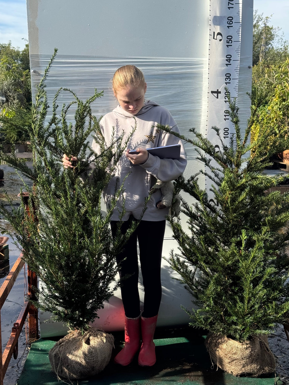 English Yew (Taxus Baccata) Rootball 100-120cm - Premium Instant Hedging