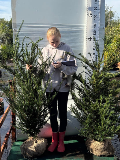 English Yew (Taxus Baccata) Rootball 100-120cm - Premium Instant Hedging