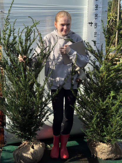 English Yew (Taxus Baccata) Rootball 100-120cm - Premium Instant Hedging