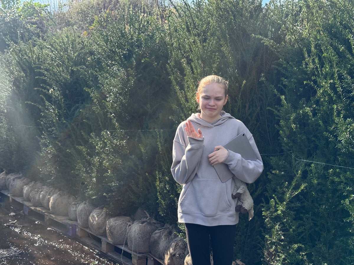 English Yew (Taxus Baccata) Rootball 200-225cm - Premium Quality, Unbeatable Price