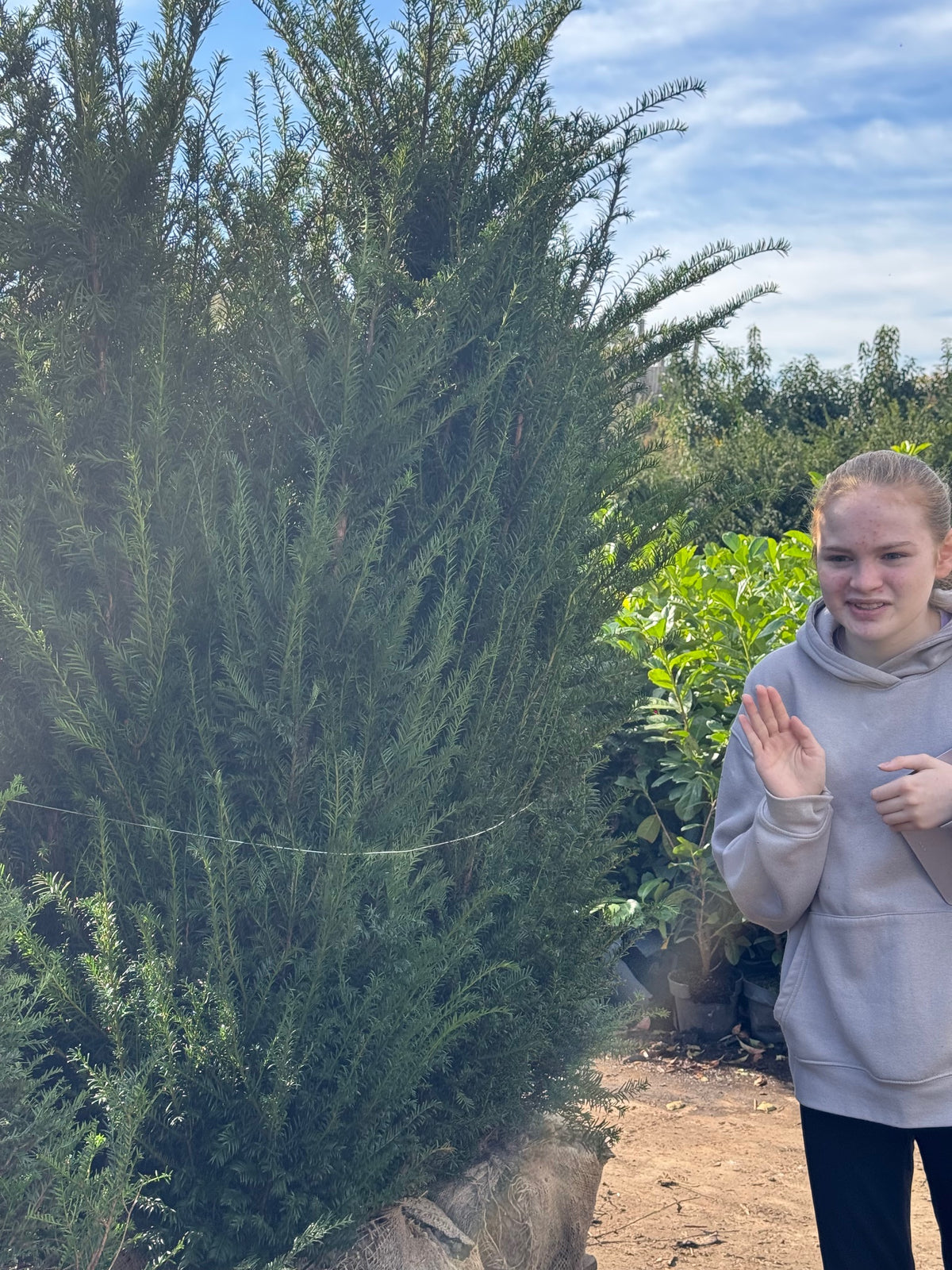 English Yew (Taxus Baccata) Rootball 180-200cm - Premium Quality, Unbeatable Price