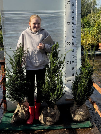 English Yew (Taxus Baccata) Rootball 100-120cm - Premium Instant Hedging