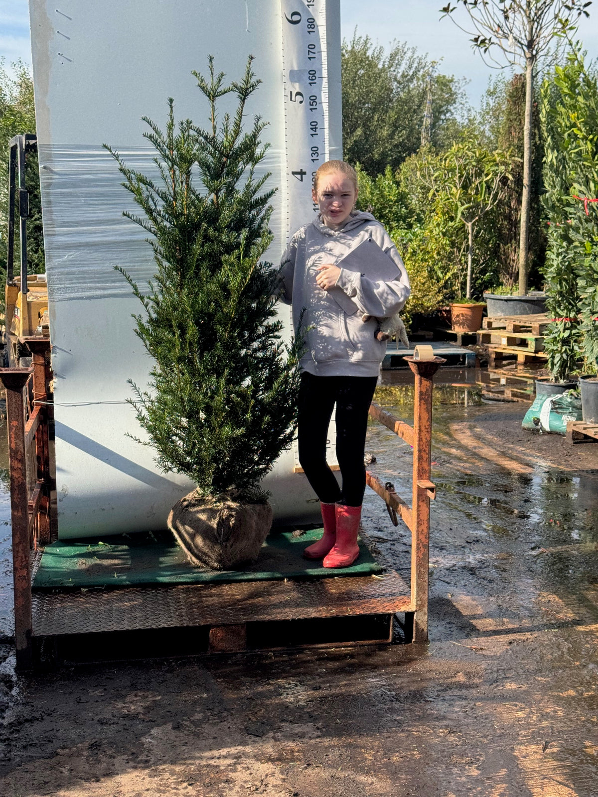 English Yew (Taxus Baccata) Rootball 150-180cm - Premium Quality, Unbeatable Price