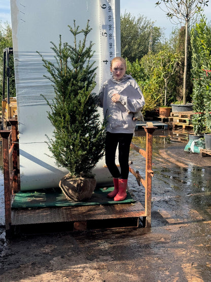 English Yew (Taxus Baccata) Rootball 150-180cm - Premium Quality, Unbeatable Price