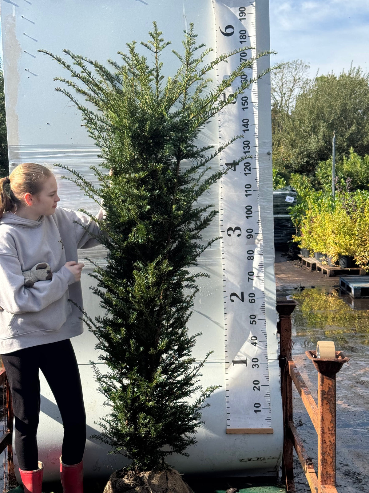English Yew (Taxus Baccata) Rootball 150-180cm - Premium Quality, Unbeatable Price