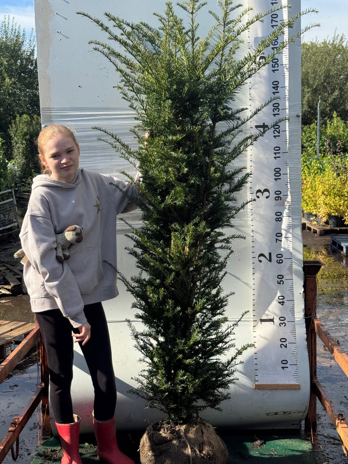 English Yew (Taxus Baccata) Rootball 150-180cm - Premium Quality, Unbeatable Price