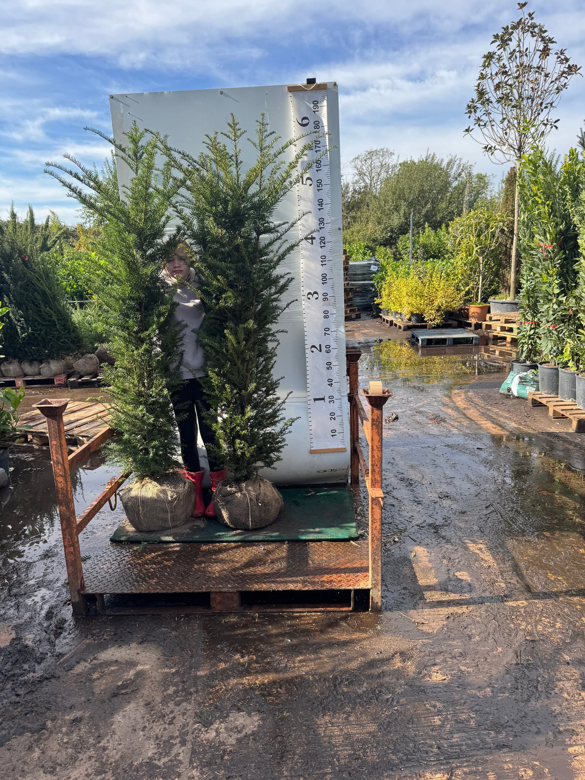 English Yew (Taxus Baccata) Rootball 150-180cm - Premium Quality, Unbeatable Price