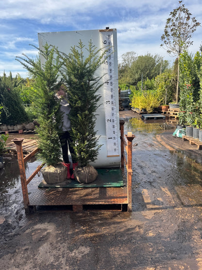 English Yew (Taxus Baccata) Rootball 150-180cm - Premium Quality, Unbeatable Price