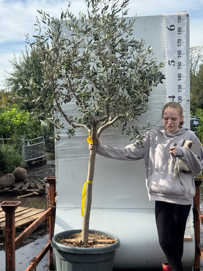 Olive Tree 2 meters high including pot height - 14/16cm girth