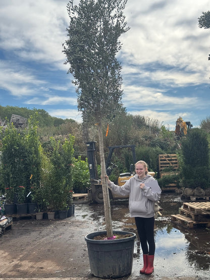 Olive Tree 3 meters high including pot height - 18-20CM GIRTH