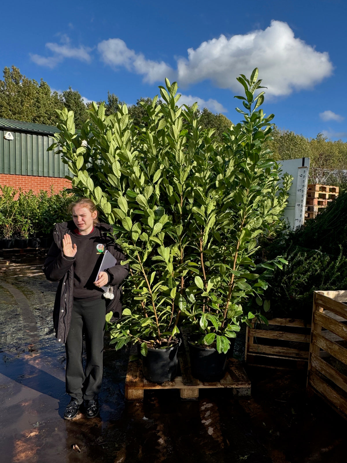 Cherry Laurel (Prunus Laurocerasus Rotundifolia) 180-200cm 20 Litre Potted Hedging