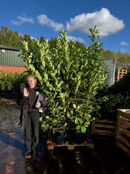 Cherry Laurel (Prunus Laurocerasus Rotundifolia) 180-200cm 20 Litre Potted Hedging