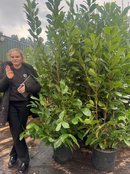 Cherry Laurel (Prunus Laurocerasus Rotundifolia) 180-200cm 20 Litre Potted Hedging