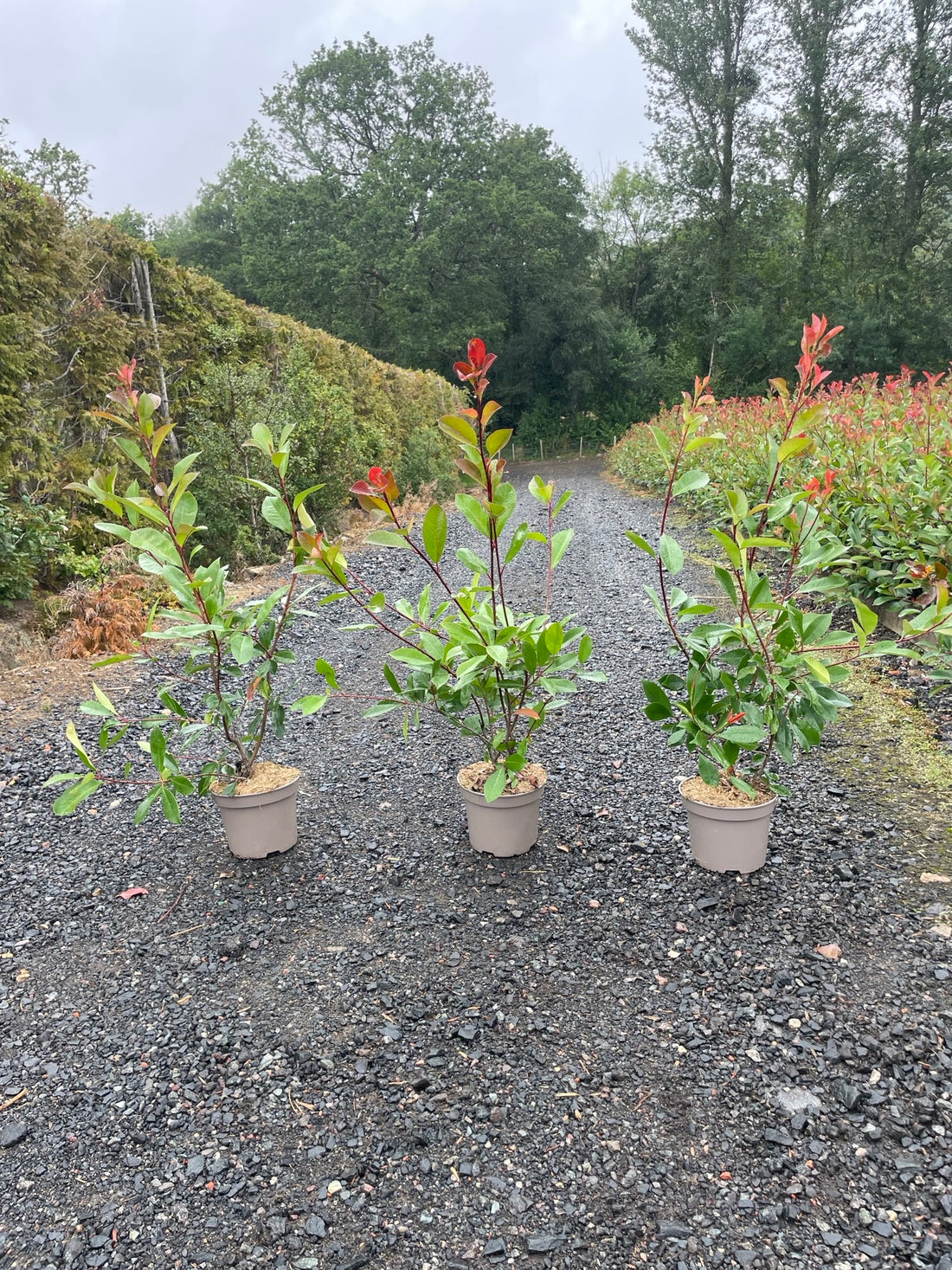 20x Photinia Red Robin 100-120cm 5 Litre Pallet Deal