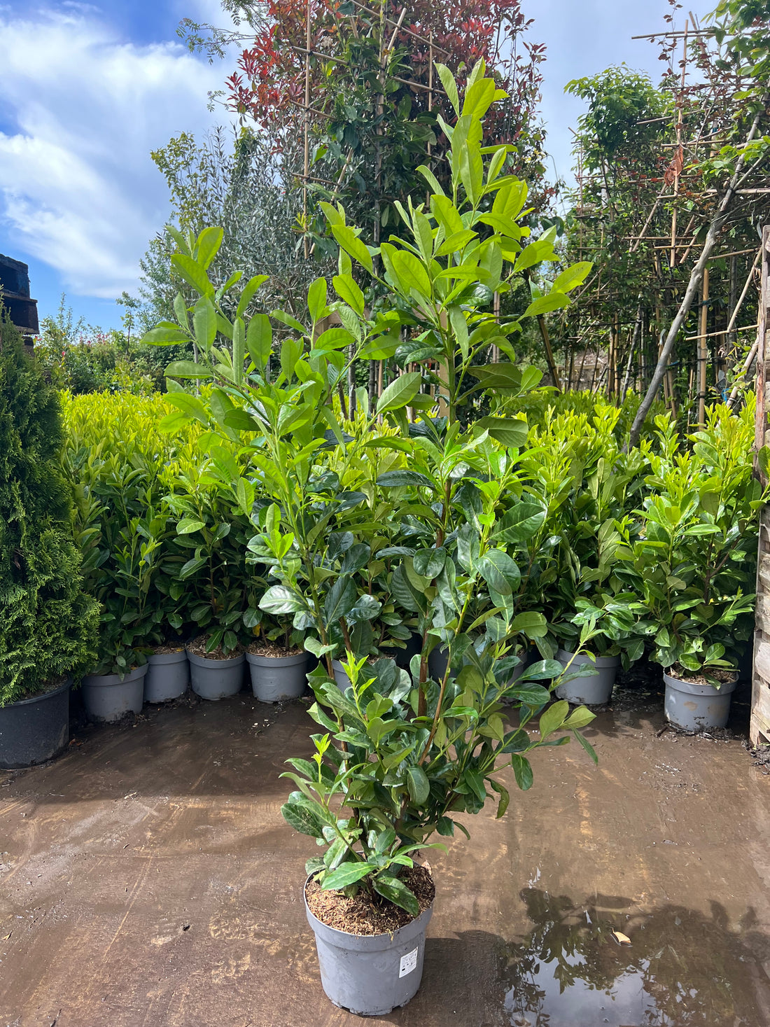 20X Cherry Laurel (Prunus Laur. Rotundifolia) 10 litre 1.5M-1.6M - PALLET DEAL