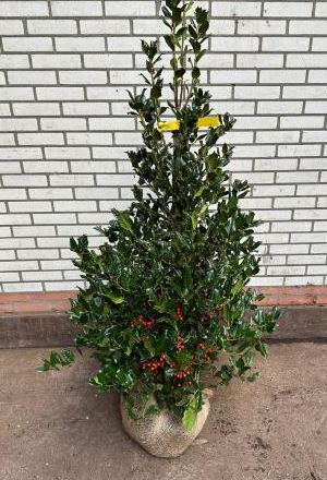Ilex Nellie Stevens 1.2-1.5m - Nellie Stevens Holly