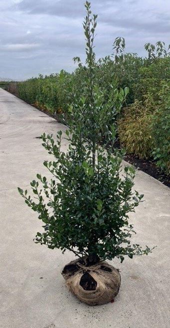 Ilex Aquifolium 1.2-1.5m - English Holly