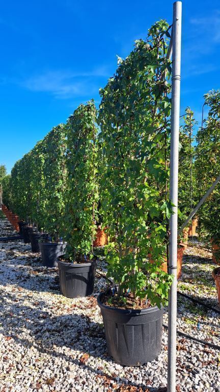 Liquidambar Styraciflua Screening Panel 180cm Tall x 120cm Wide