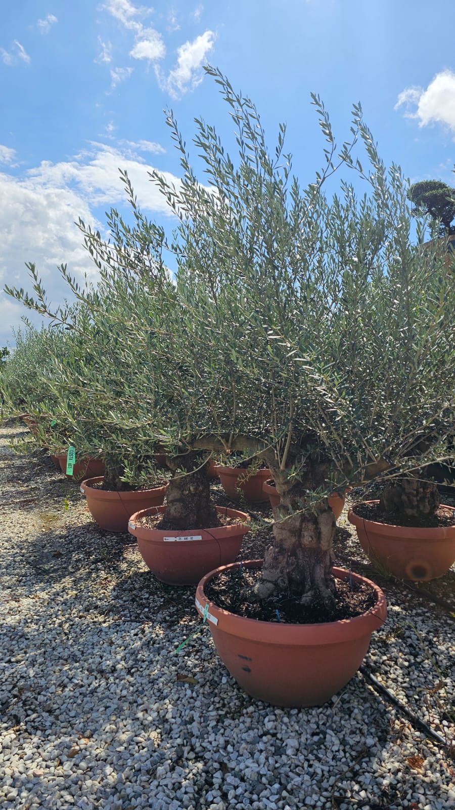 Olive Tree (Bonsai Style) | 150-180cm Tall | Girth approx. 80cm